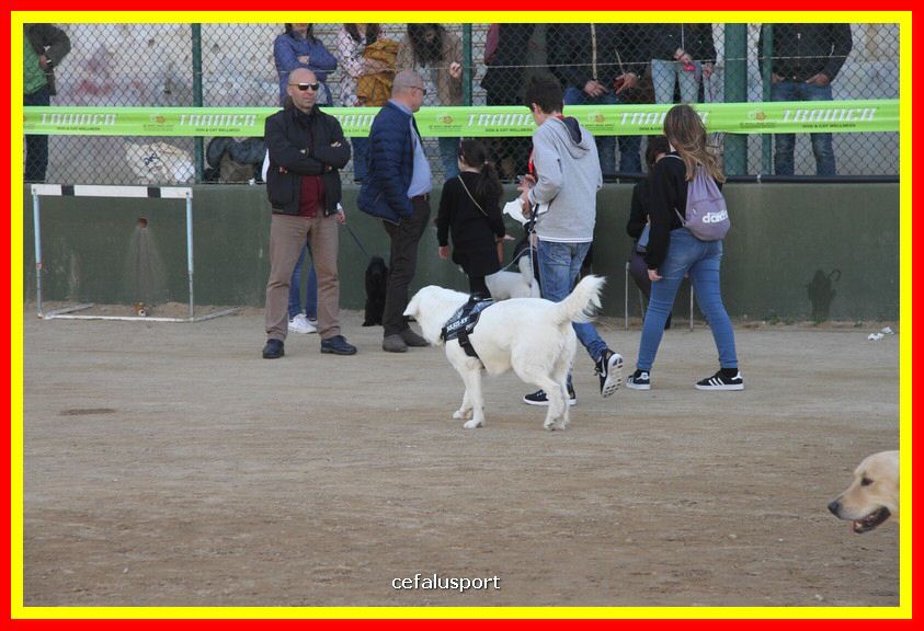 180311 mostra_canina 182.jpg